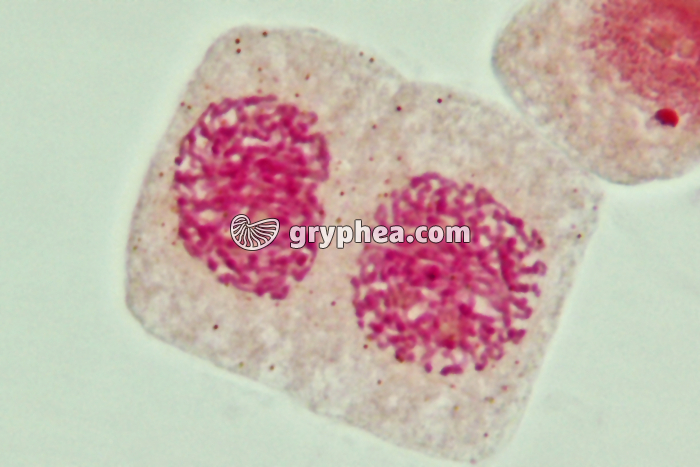 Mitose cellules de racine d'Ail - Télophase (fin) x800 - gryphea.com